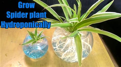 add sugar to spider plant